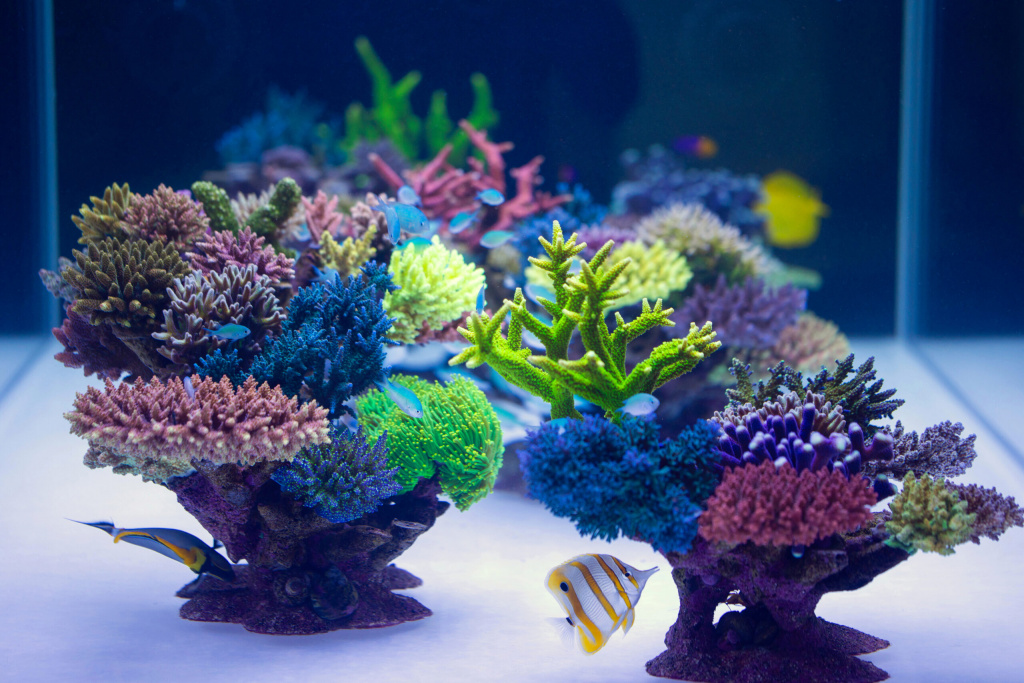 emoceans-coral-display-reef-tank-scaled.jpg